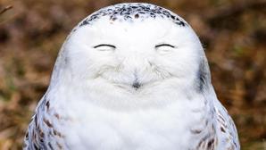 あっぷすたー