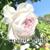cream_net