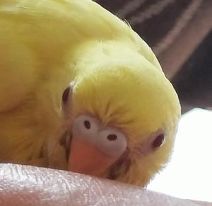 budgerigar_lc