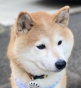 しば