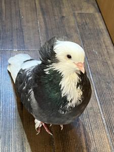 パルメザン