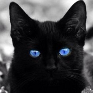 黒猫の動画編集