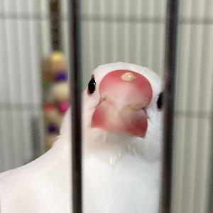 たま