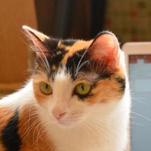 ゆう