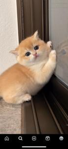 しがない音大生
