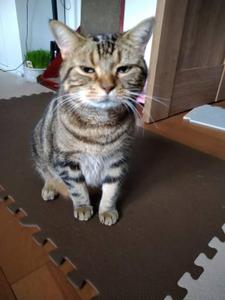 つな