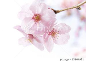 sakura1020