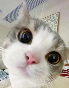 調査します