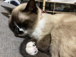 よしき