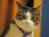 yamaneko13