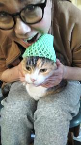 chobi-sae