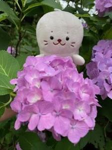 ガヤ