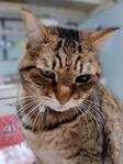 猫の手貸します