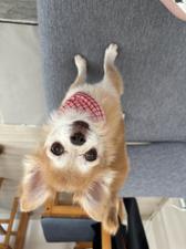 からふるおろちん