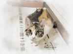 calico cat