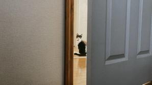 あまも