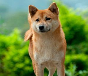 Hachikou