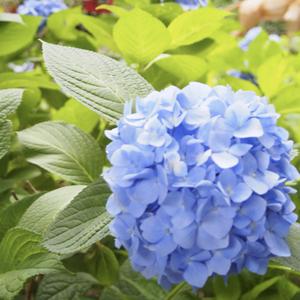 中尾あきこ