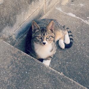 ただの本好き