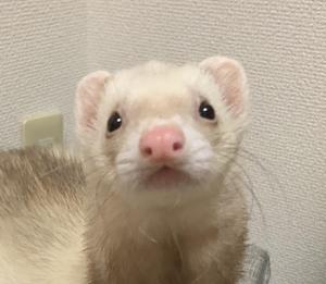 popotaro