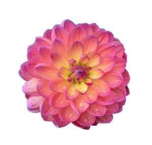 Dahlia