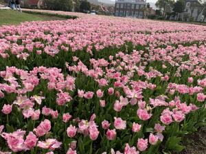 花岡