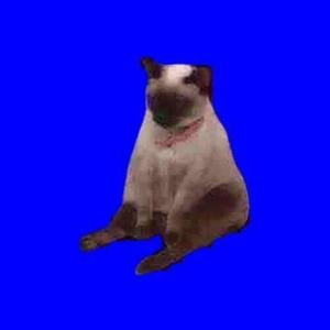 佐藤猫