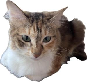 ユウ