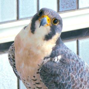 たかとり