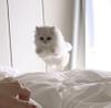 るる