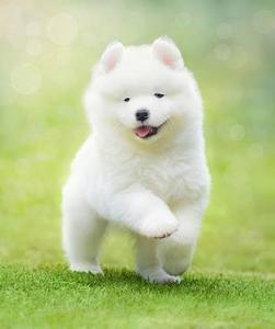 samoyed0911