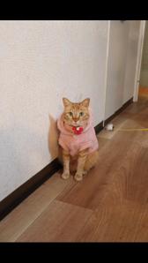 中川ひなの