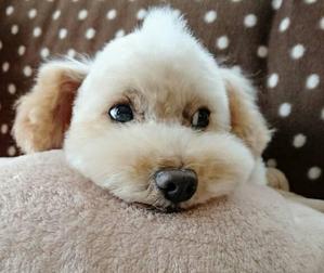 りまる