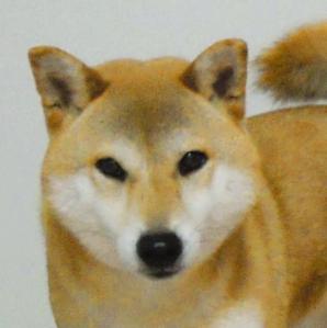 Ypal