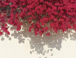 bloom_bloom7