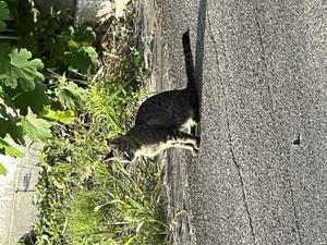 うさおかじろう