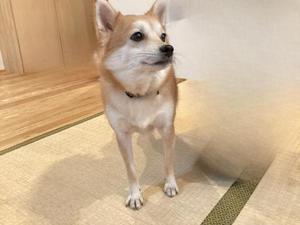 ふくいんぬ
