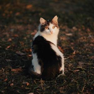 mono｜python engineer