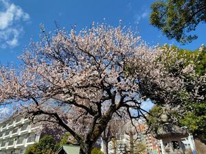すばる