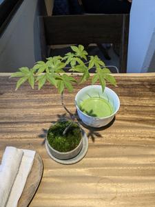shiota-bfy