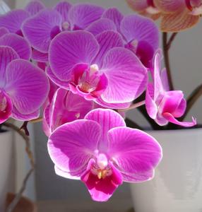 清水由紀