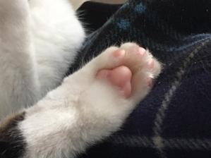 ねこのて