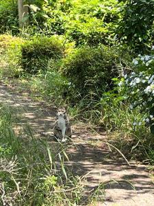 もきち