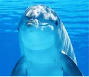 dolphin_design