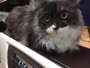 ふじかな