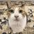maki4cats