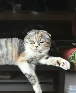 のろ