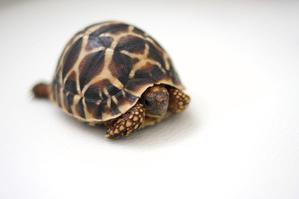 kame
