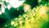 lotus_26