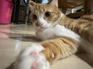 マチ子フー